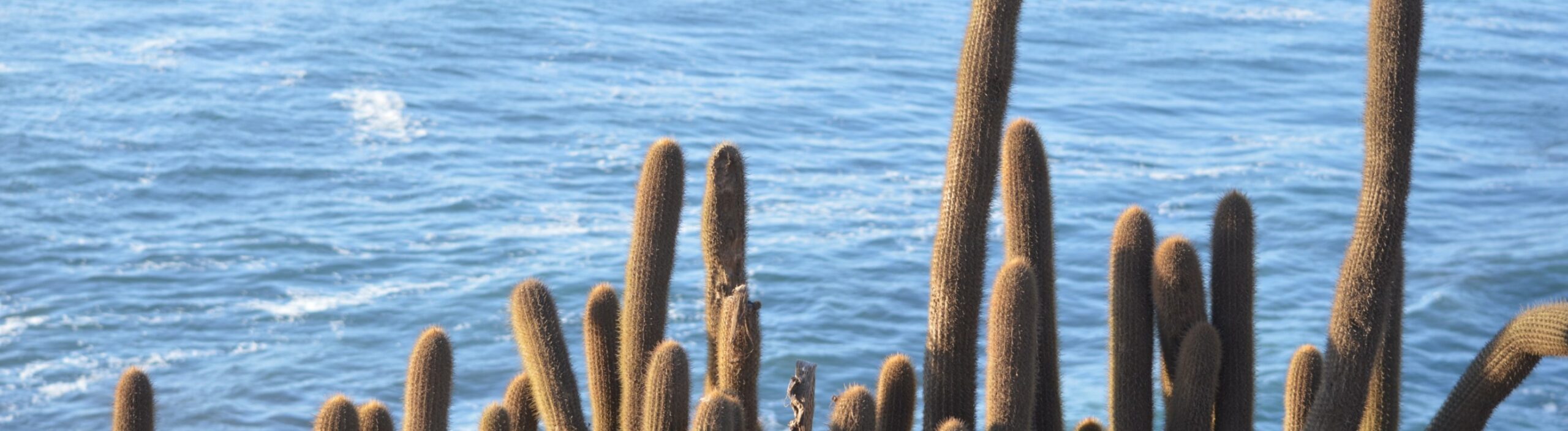 cactus on the edge of the water, taken from a cliff at Puna Lobos, Baja California Sur, Mexico