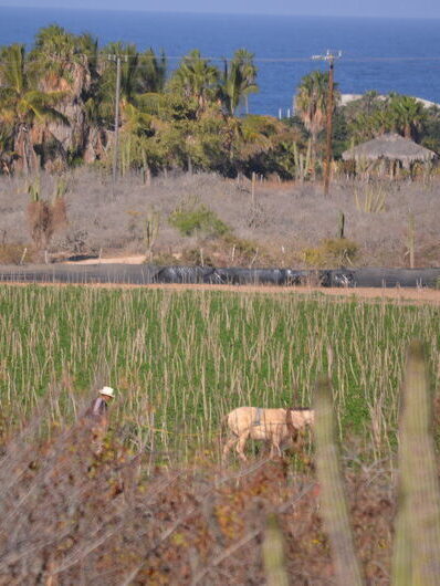 Picture of the view over the chili fields, taken from a trailer spot in Oasis Azul RV Park, located in El Pescadero, Baja California Sur