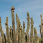 picture of cactus in a row with blue Baja sky in the background