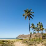 Picture of palm trees in the foreground, looking across the beach and to the ocean at Palm Beach, located 5 minutes from Todos Santos, Baja California Sur, Mexico